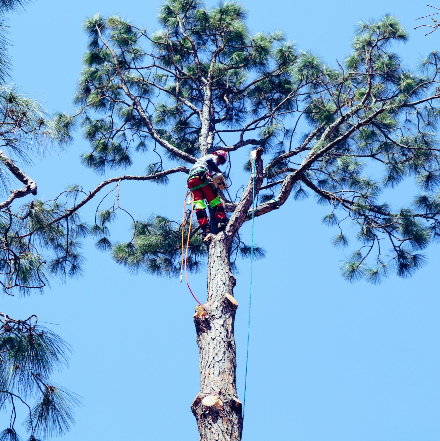 A Cajun Tree Cutters Tree Service In Lafayette
