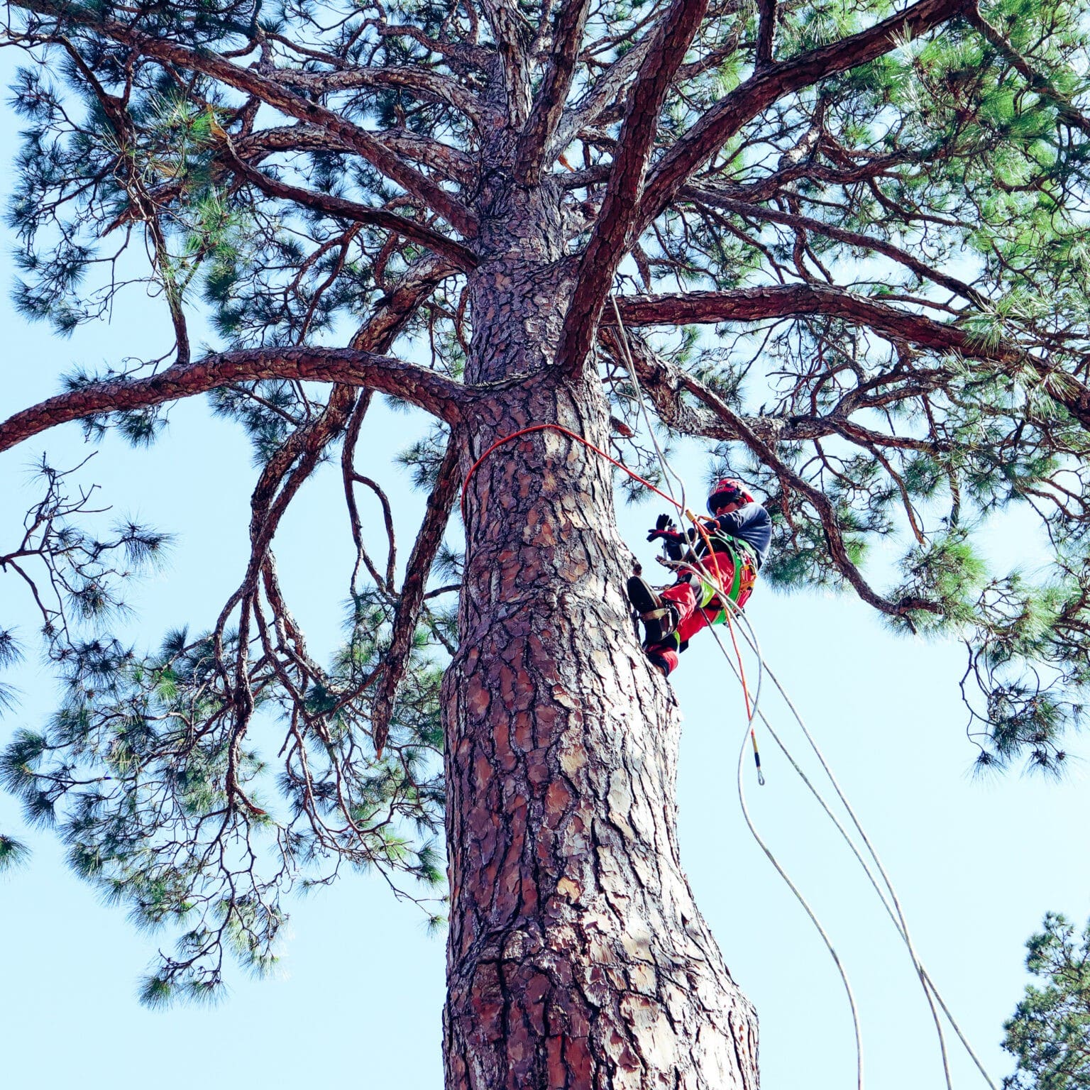 A Cajun Tree Cutters Tree Service In Lafayette